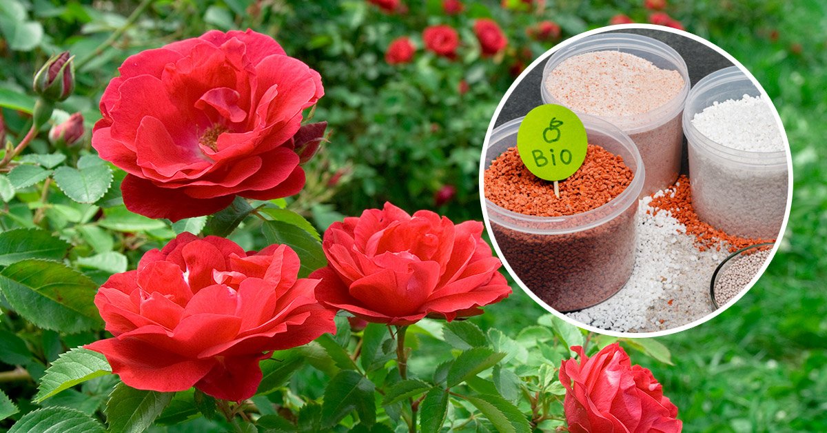 Чем подкормить розы для пышного цветения