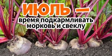 Чем подкормить свеклу для роста