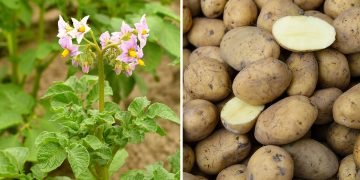 Чем удобрять картофель