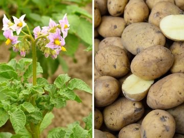 Чем удобрять картофель