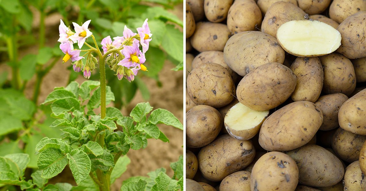 Чем удобрять картофель