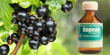 Чем удобрять смородину