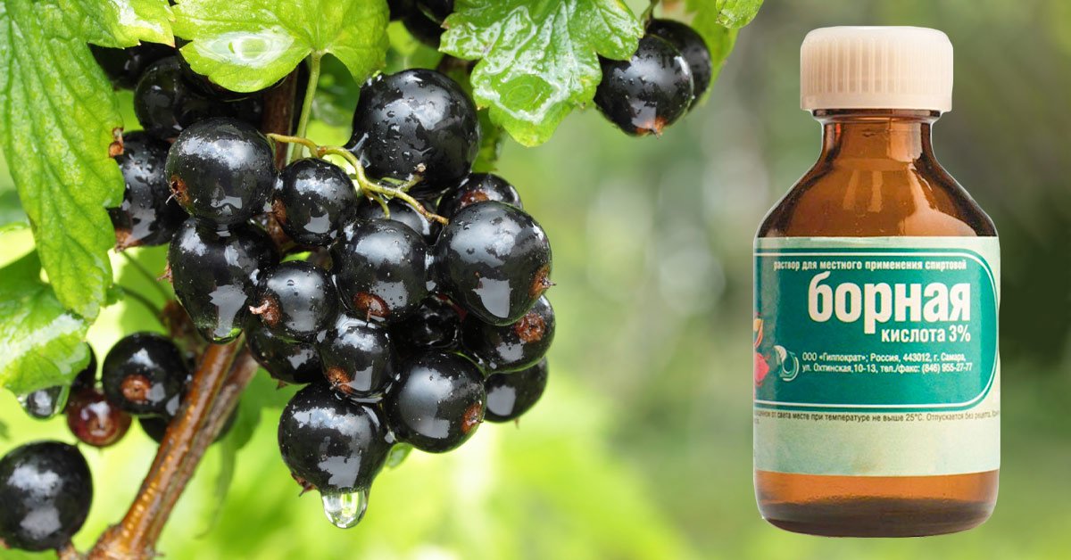 Чем удобрять смородину