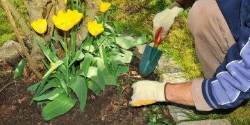 Что делать с отцветшими тюльпанами