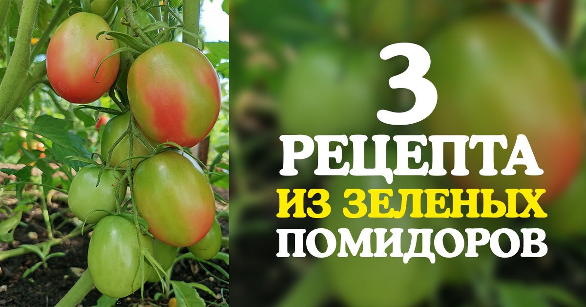 Что делать с зелеными помидорами