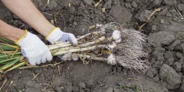 Что посадить после чеснока