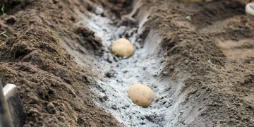 Что сажают в июне