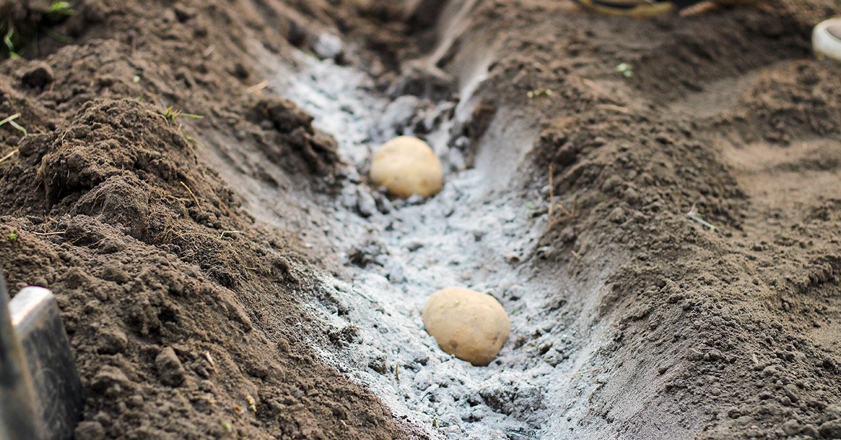 Что сажают в июне