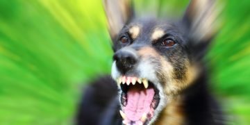 Чувствуют ли собаки