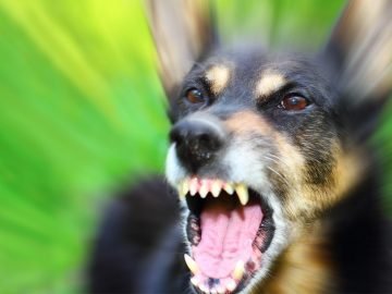 Чувствуют ли собаки