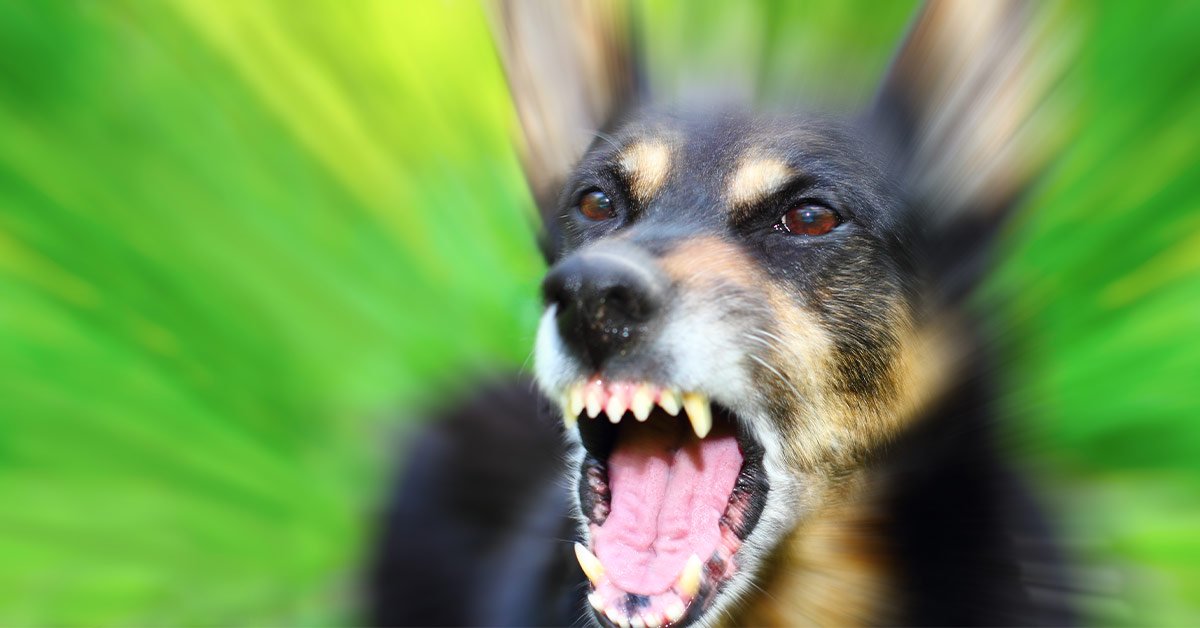 Чувствуют ли собаки