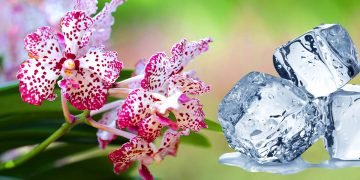 Цветение орхидеи