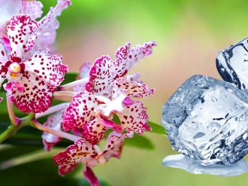 Цветение орхидеи