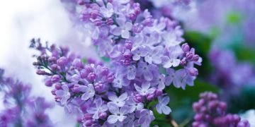 Цветочный гороскоп