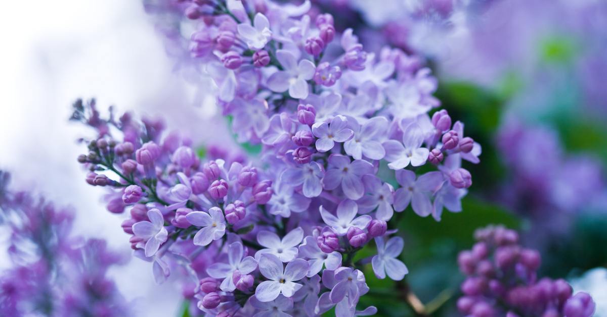 Цветочный гороскоп