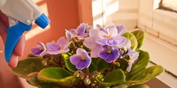 цветущая фиалка