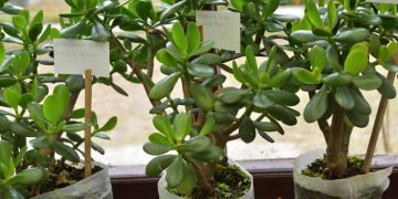 Денежное дерево дома