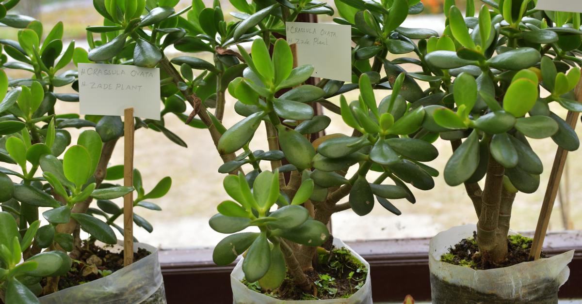 Денежное дерево дома