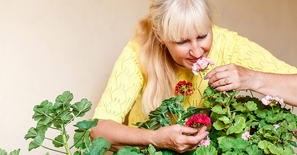 Денежные комнатные растения