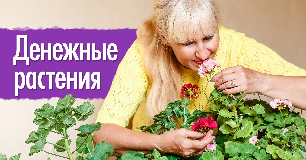 Денежные комнатные растения, которые привлекают богатство
