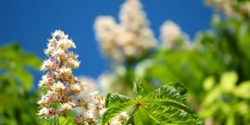 деревья которые приносят достаток