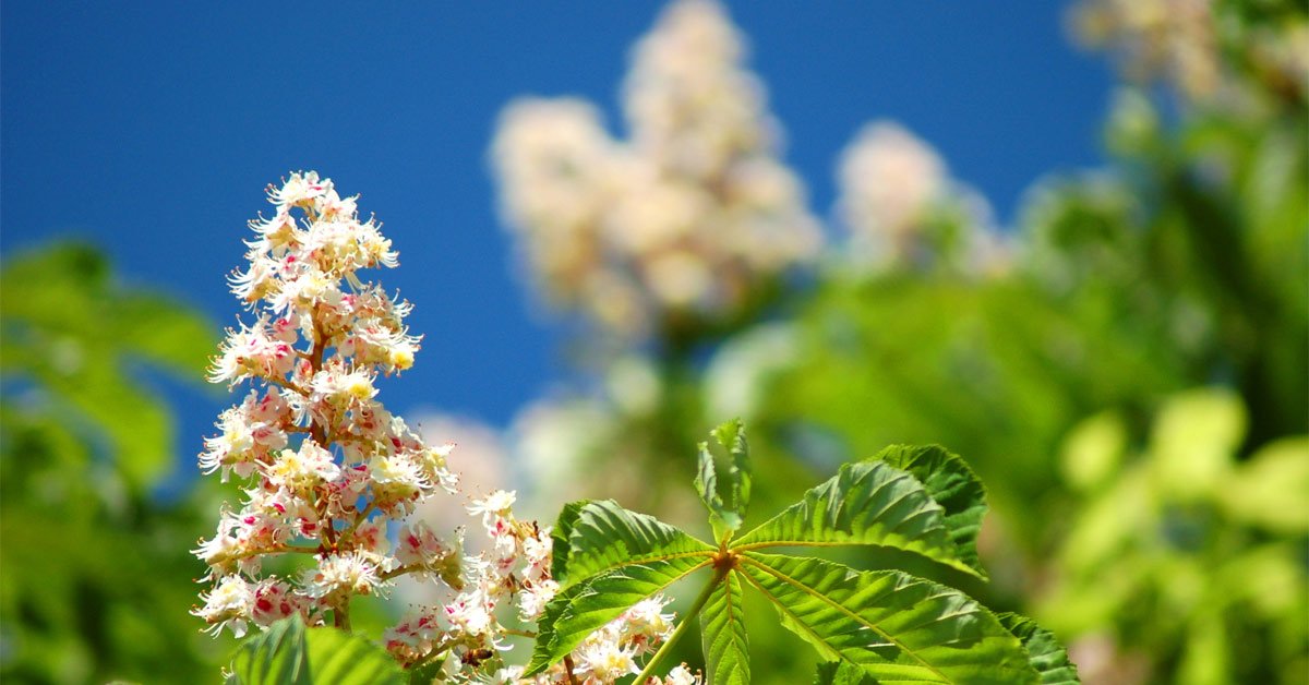 деревья которые приносят достаток