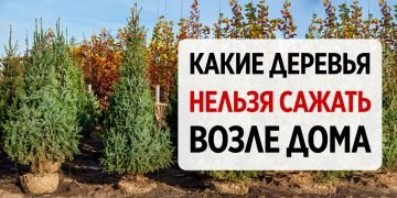 Деревья возле дома