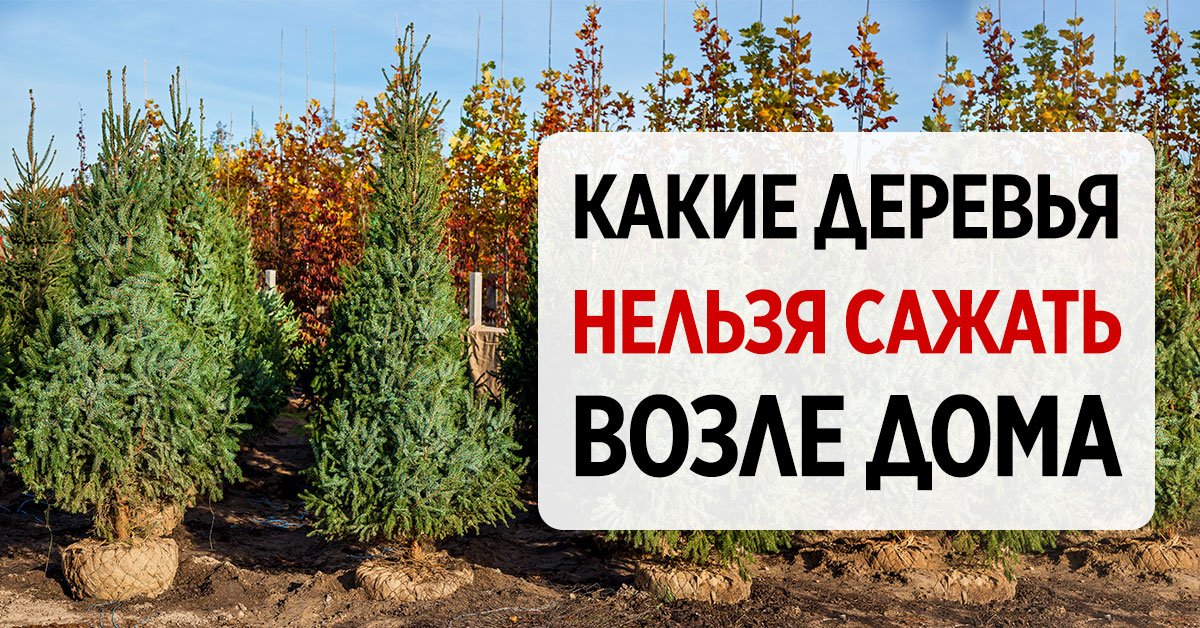 Деревья возле дома