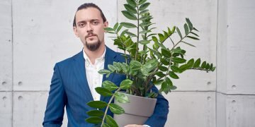 Долларовое дерево в домашних условиях