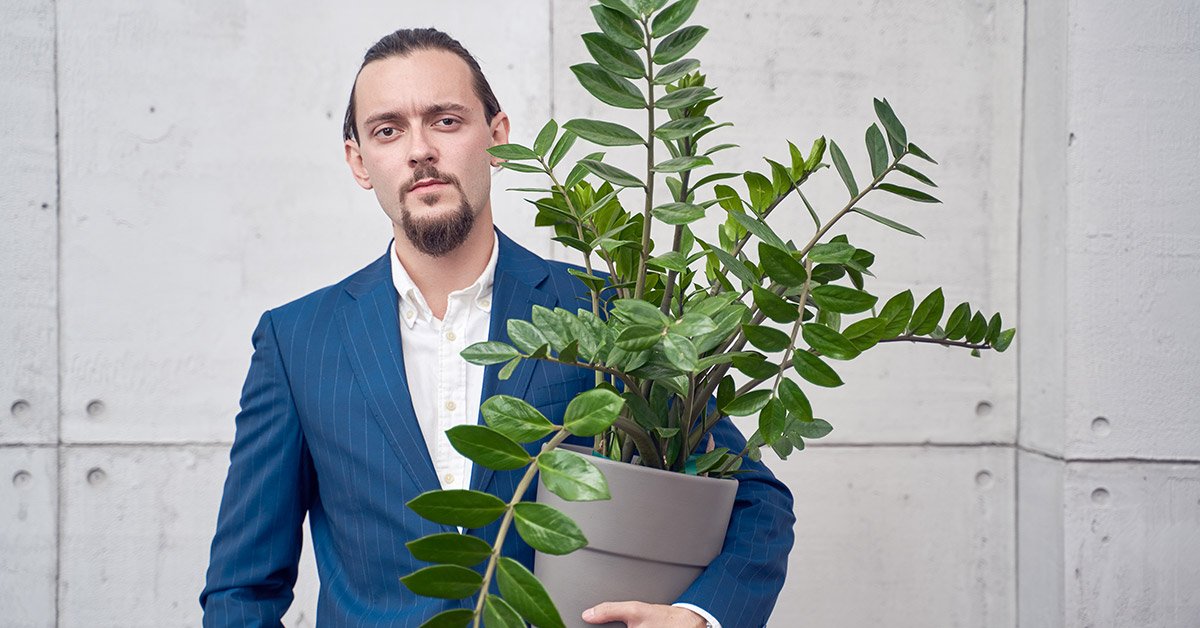 Долларовое дерево в домашних условиях