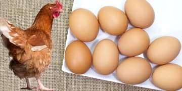 домашние куриные яйца