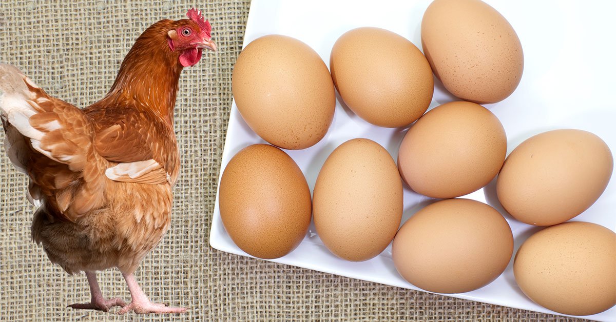 Домашние куриные яйца круглый год: как этого добиться