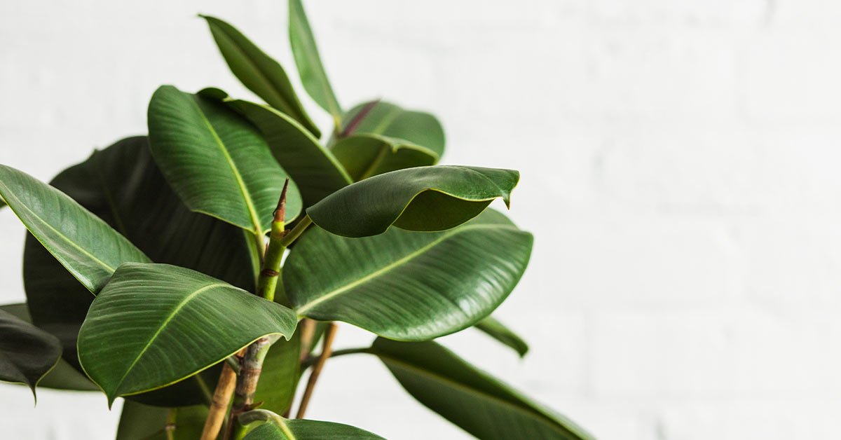 домашние растения