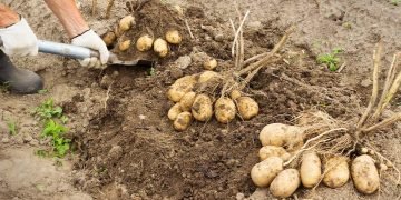 Домашний огород