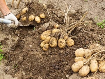 Домашний огород