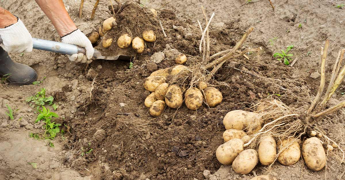 Домашний огород