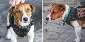 джек-рассел-терьер