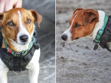 джек-рассел-терьер