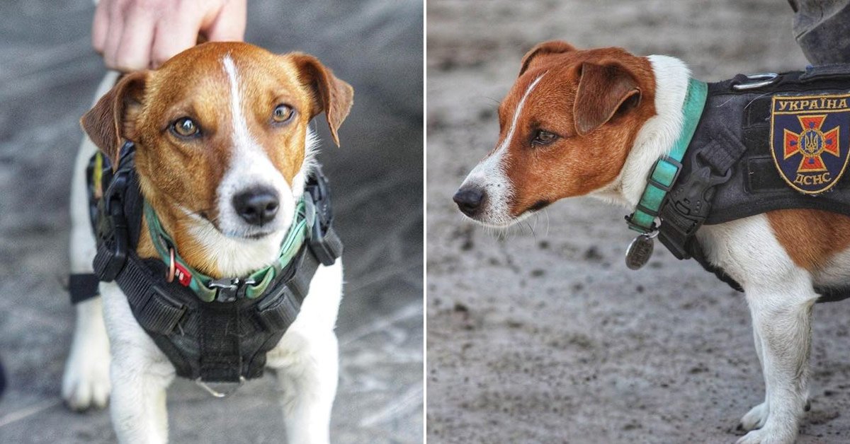 джек-рассел-терьер