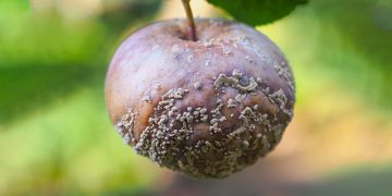 Гнилой человек