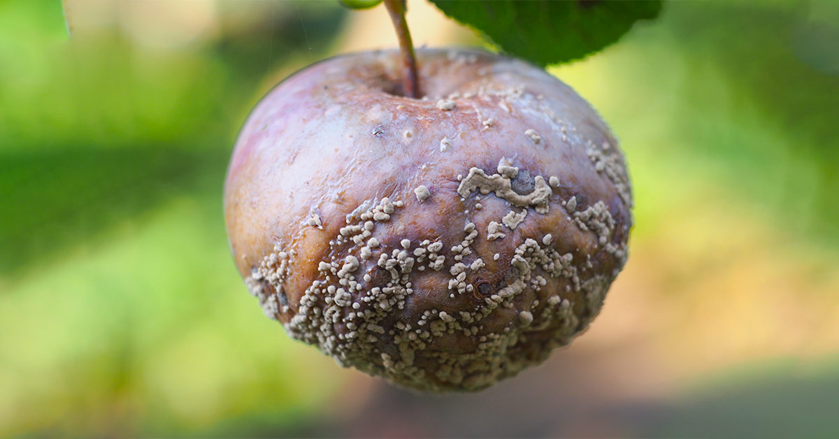 Гнилой человек