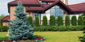 Хвойные породы деревьев