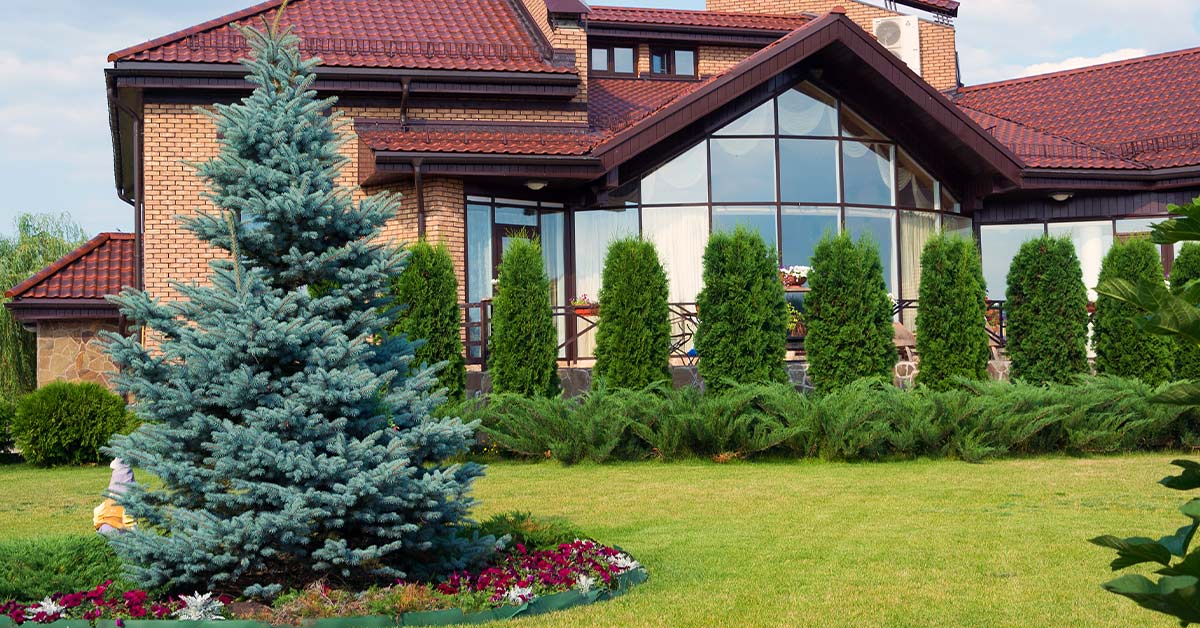 Хвойные породы деревьев