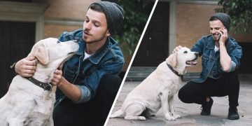 как гладить собаку