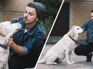 как гладить собаку