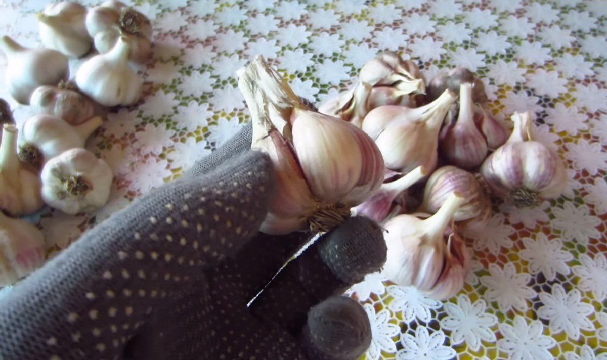 Как хранить чеснок на посадку