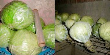 Как хранить капусту зимой