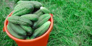 Как хранить огурцы