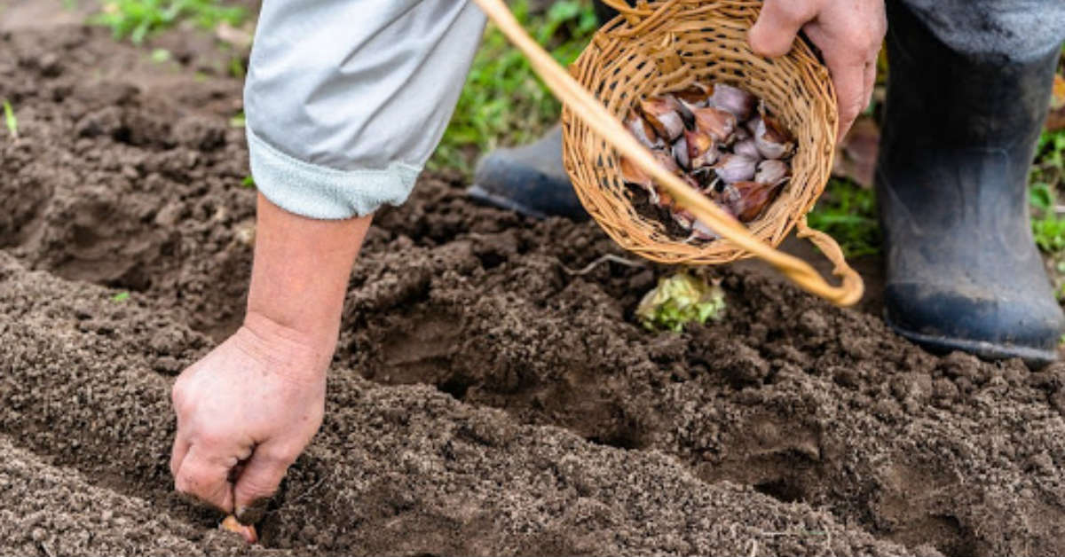 скрытохоботник