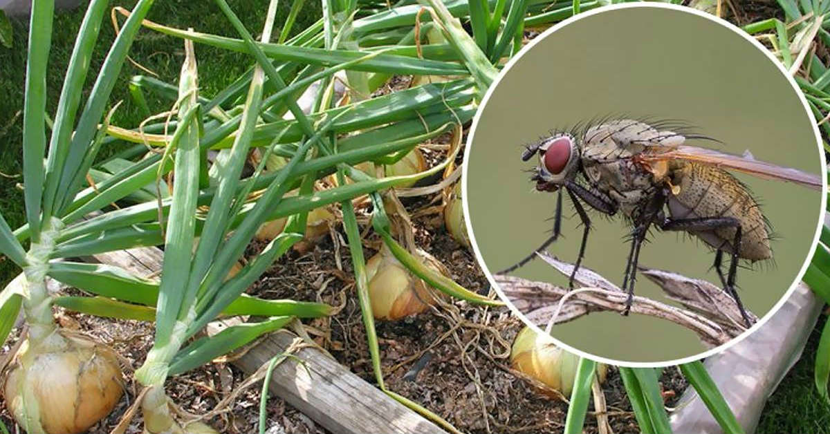 луковая муха